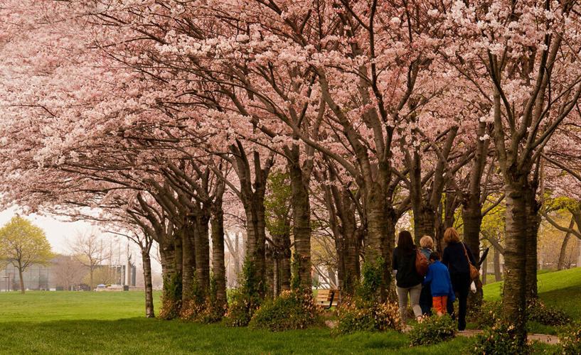 Sakura (Cherry Blossom) Festival, Burlington
